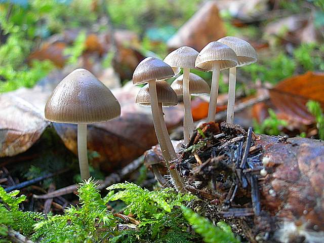 Macromiceti jurassiani � la lunga ricerca